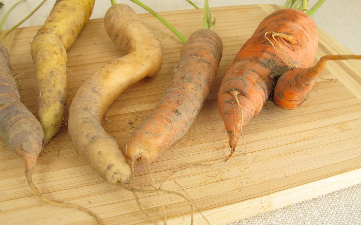 krumme Karotten